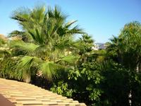 01.10.2013   Subtropische Vegetation, Agrigent