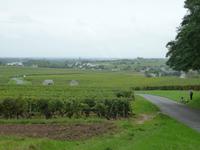 Weinreben bei Saumur