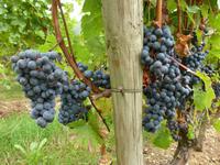 Weinreben bei Saumur