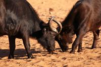 Auf dem Waterberg - Büffel