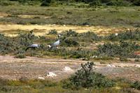 Unterwegs - Königskraniche