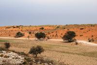 Kgalagadi Transfrontier Park