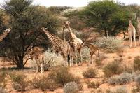 Kgalagadi Transfrontier Park - Giraffenparty