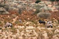 Kgalagadi Transfrontier Park