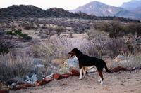 Von dem Ausblick ist selbst Hund fasziniert