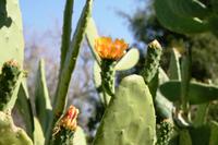 Kakteen - Ameib Ranch