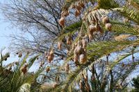 Webervogelnester - Ameib Ranch