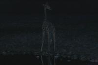 Abends am Wasserloch