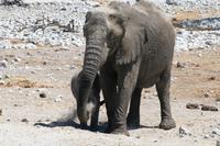 Mittags am Wasserloch im Camp