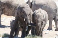 Elefanten, Elefanten, Elefanten