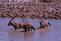 Mittags am Wasserloch im Camp