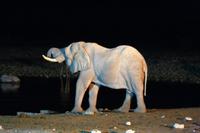 Abends am Wasserloch