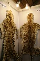 Leopard oder Gepard - Wer weiß es?