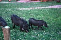 Warzenschweine vor Tür