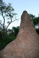 Termitenhügel am Weg