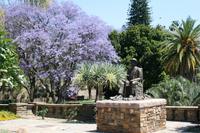 Blühende Jacaranda Bäume