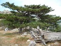 phantastische Gebilde