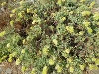 Meerfenchel