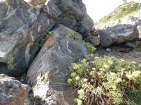 Meerfenchel am Felsen