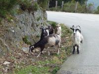 Ziegen, wegen der Milch weden sie gehalten