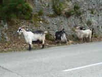 Ziegleinbraten giebt es zu Weihnachten