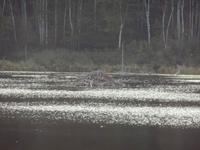 Im Acadia-Nationalpark