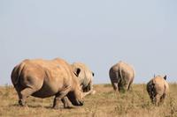 Solio Reservat - Breitmaulnashörner
