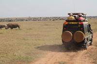 Solio Reservat - Breitmaulnashörner