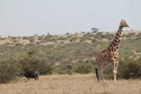 Solio Reservat - Netzgiraffe und Kaffernbüffel