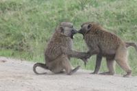 Nakuru Nationalpark - Paviane