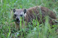 Nakuru Nationalpark - Klippschliefer