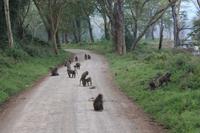 Nakuru Nationalpark - Paviane