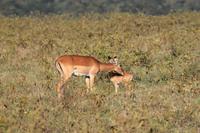 Nakuru Nationalpark - Impala mit Jungem