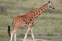 Nakuru Nationalpark - Rothschildgiraffe