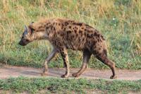 Masai Mara - Tüpfelhyäne