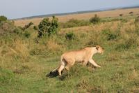 Masai Mara - Löwe