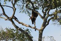 Masai Mara - hängendes Gnu