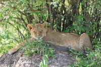 Masai Mara - Löwenjunges