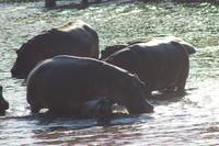 Masai Mara - Hippopool