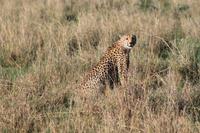 Masai Mara - Gepard