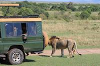 Masai Mara - Löwenmännchen 