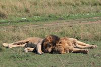 Masai Mara - Löwenmännchen
