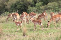 Masai Mara - Impalaweibchen mit Jungen