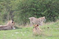 Masai Mara - Löwenfamilie
