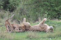 Masai Mara - Löwenfamilie