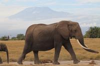Amboseli Nationalpark - Elefant vorm Kilimandscharo