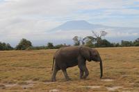 Amboseli Nationalpark - Elefant vorm Kilimandscharo