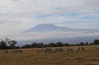 Amboseli Nationalpark - Zebras vorm Kilimandscharo