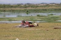 Amboseli Nationalpark - Zebra-Kadaver