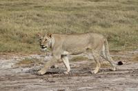 Amboseli Nationalpark - Löwe